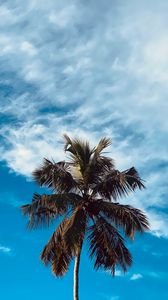 Превью обои пальма, дерево, ветки, небо, облака