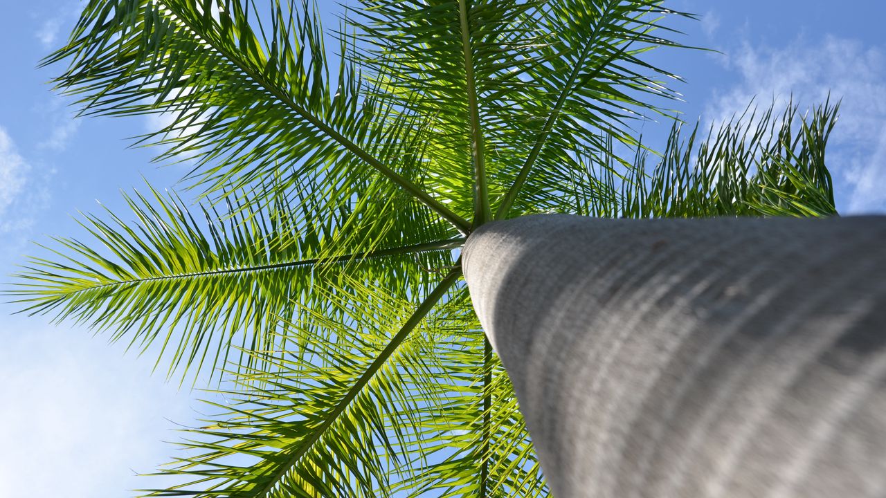 Обои пальма, дерево, ветки, вид снизу