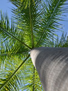 Превью обои пальма, дерево, ветки, вид снизу