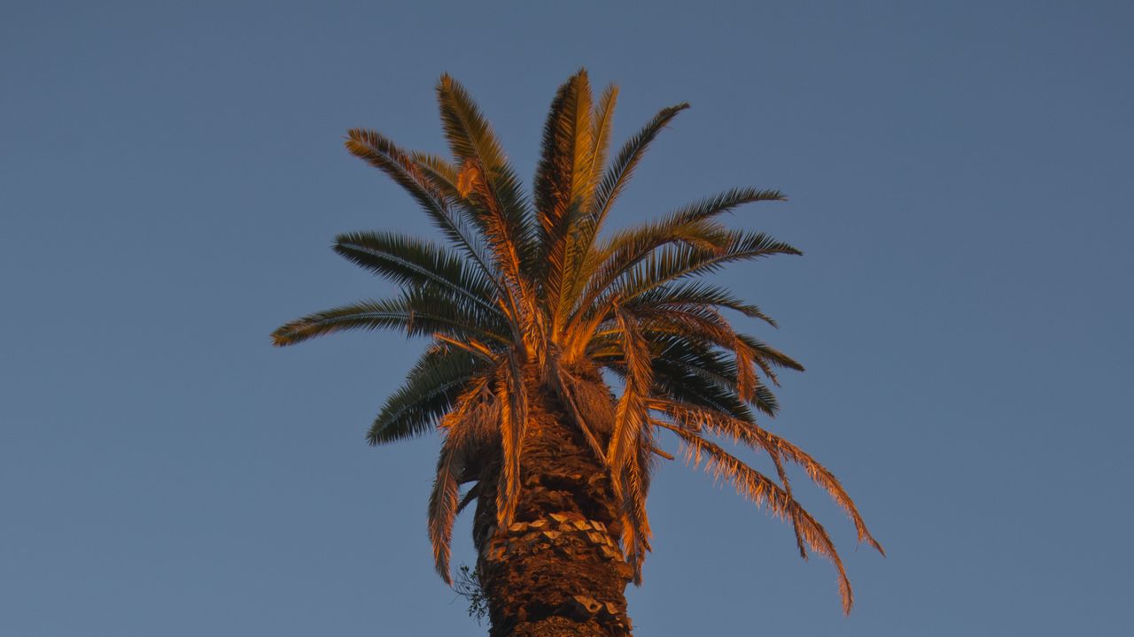 Обои пальма, дерево, ветки, небо, минимализм