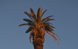 Превью обои пальма, дерево, ветки, небо, минимализм
