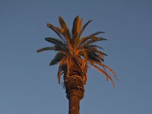 Превью обои пальма, дерево, ветки, небо, минимализм