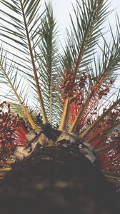 Превью обои пальма, дерево, вид снизу, тропики, ветки, ствол