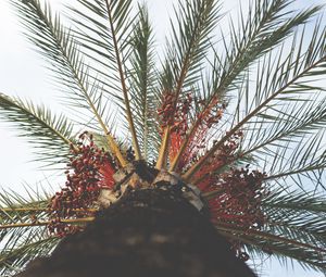 Превью обои пальма, дерево, вид снизу, тропики, ветки, ствол