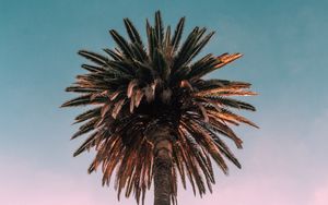 Превью обои пальма, дерево, вид снизу