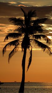 Превью обои пальма, дерево, закат, горизонт