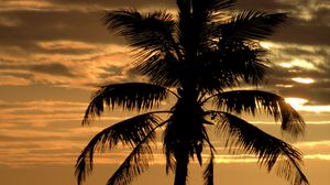 Превью обои пальма, дерево, закат, горизонт