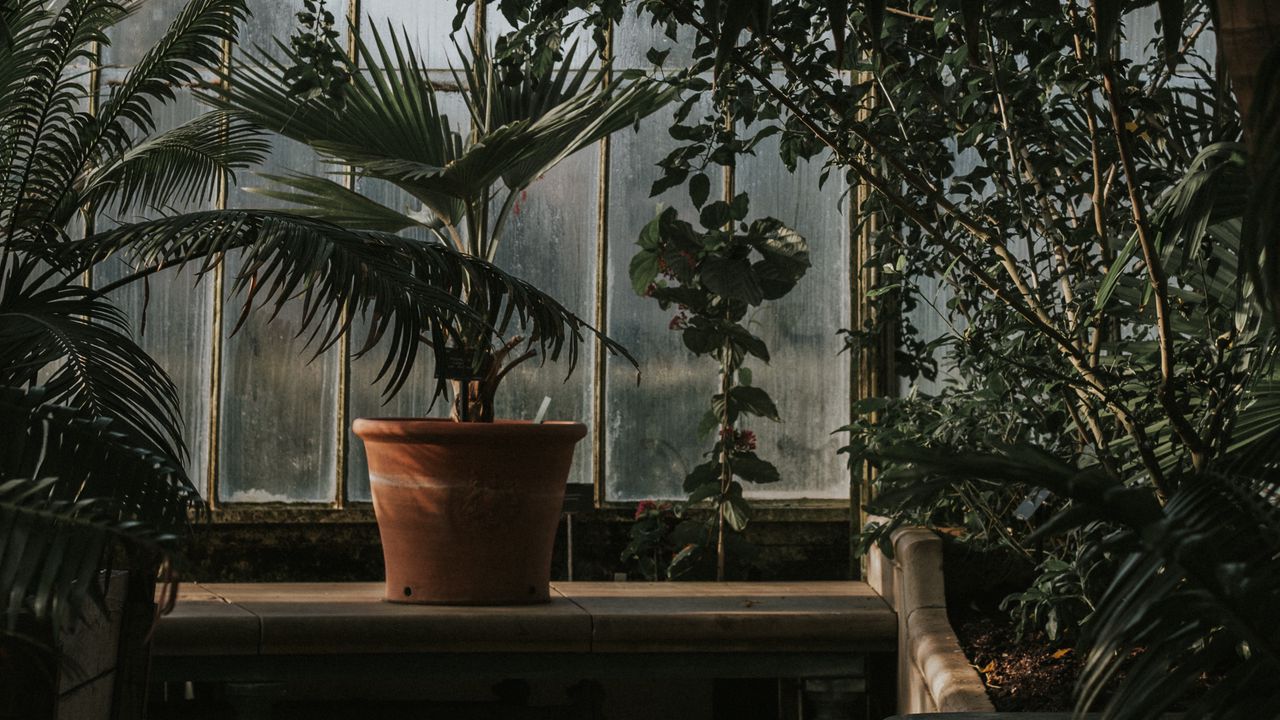 Обои пальма, горшок, окно, растения