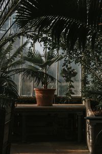Превью обои пальма, горшок, окно, растения