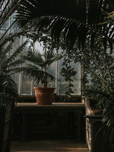 Превью обои пальма, горшок, окно, растения
