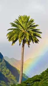 Превью обои пальма, горы, радуга, пейзаж
