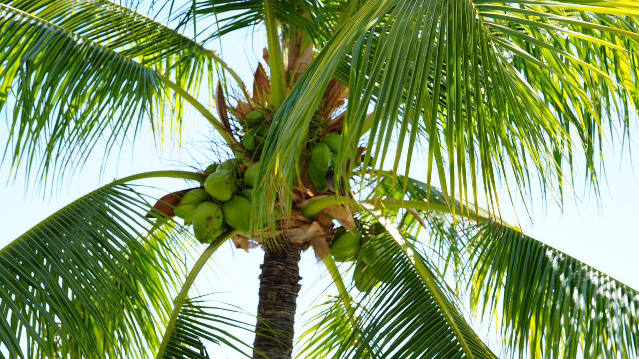 Обои пальма, кокосы, орехи, ветки, небо