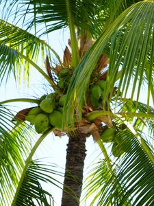 Превью обои пальма, кокосы, орехи, ветки, небо