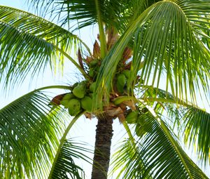 Превью обои пальма, кокосы, орехи, ветки, небо