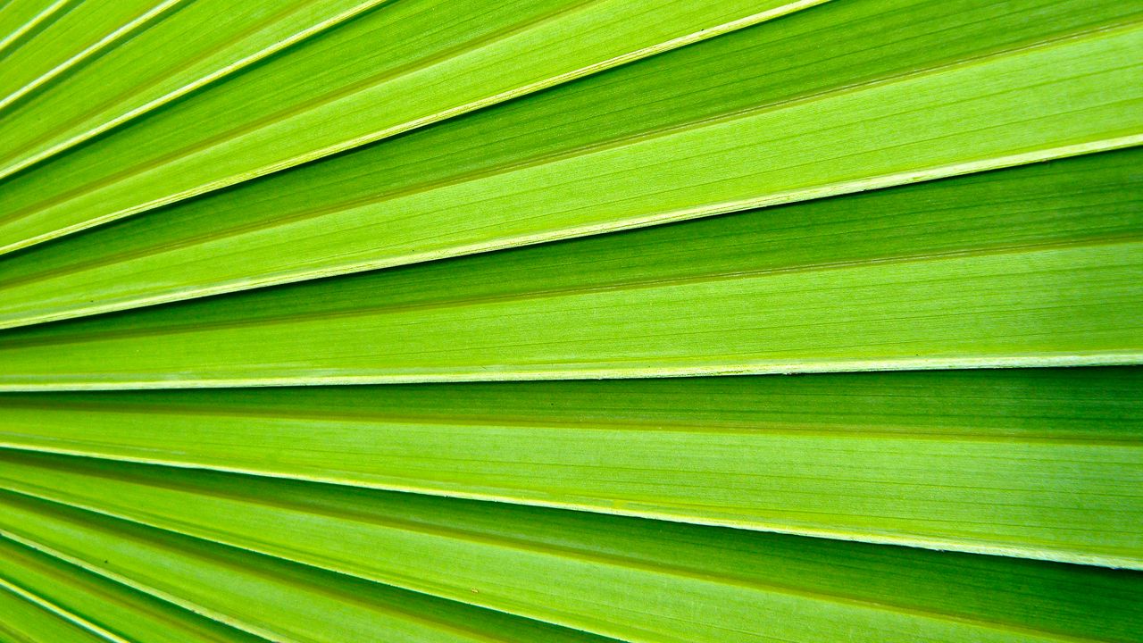 Обои пальма, лист, текстура, макро, зеленый