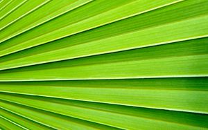 Превью обои пальма, лист, текстура, макро, зеленый