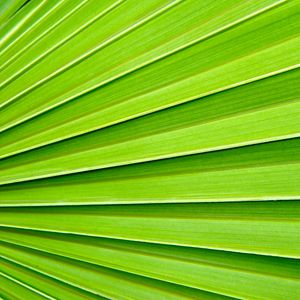 Превью обои пальма, лист, текстура, макро, зеленый