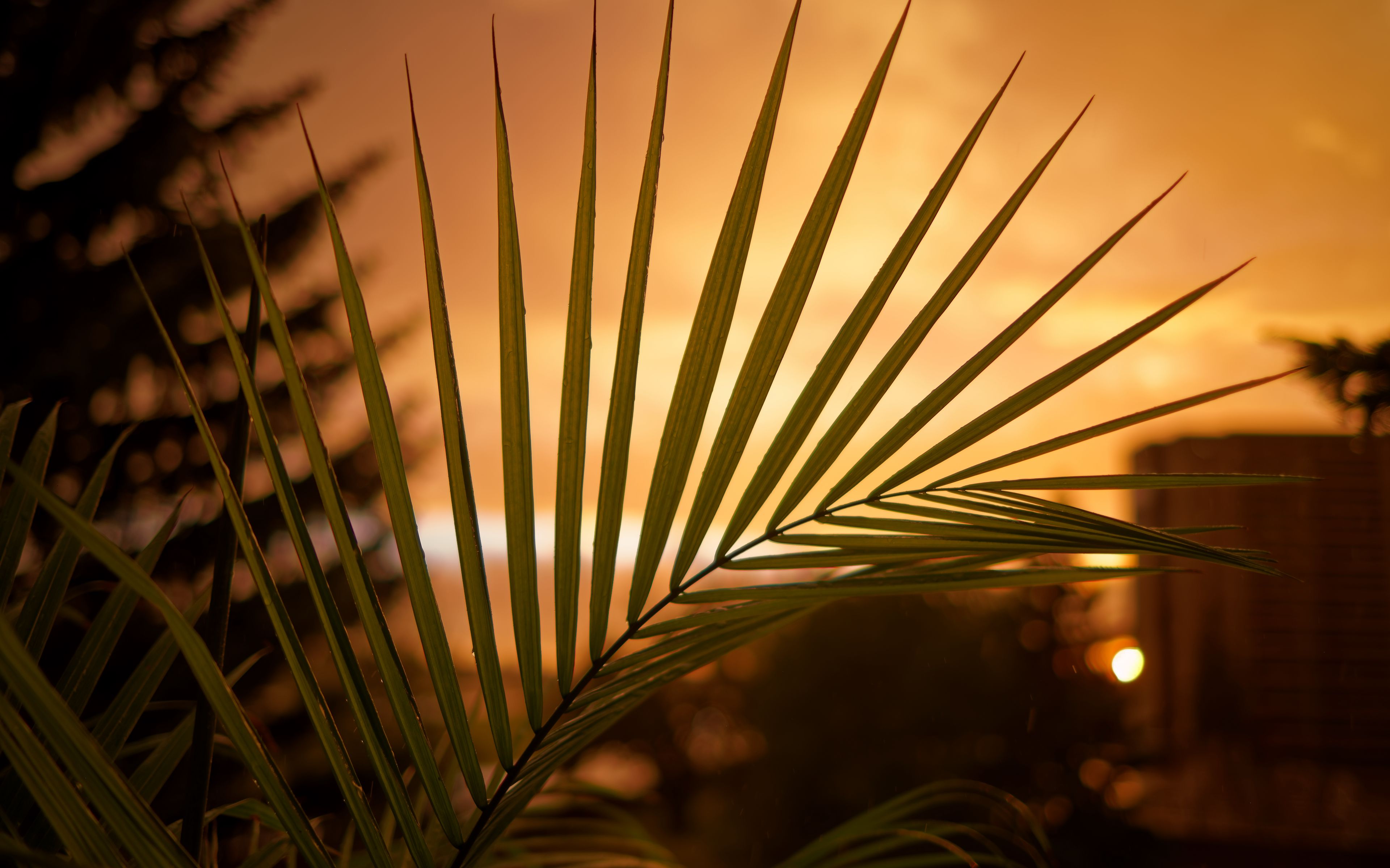 Луч солнца сквозь листья пальмы