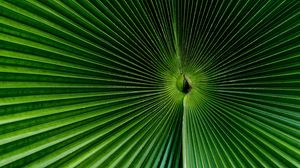 Превью обои пальма, лист, зеленый, поверхность, макро