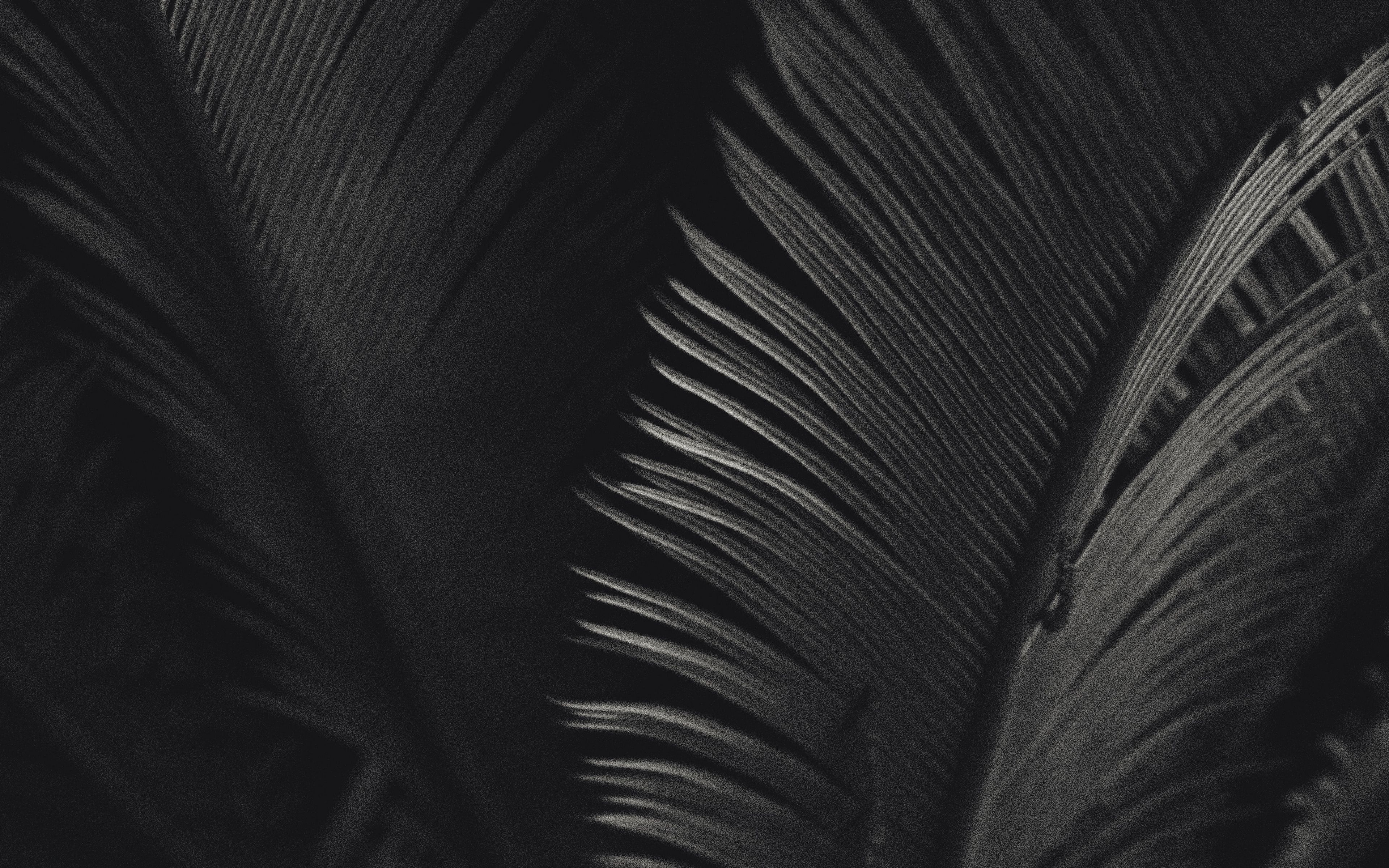 Пальма на темном фоне