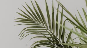 Превью обои пальма, листья, минимализм, растение, зеленый
