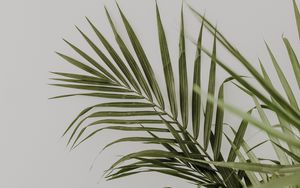 Превью обои пальма, листья, минимализм, растение, зеленый