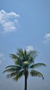 Превью обои пальма, листья, небо, дерево