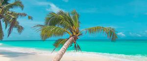 Превью обои пальма, листья, пляж, побережье, тропический