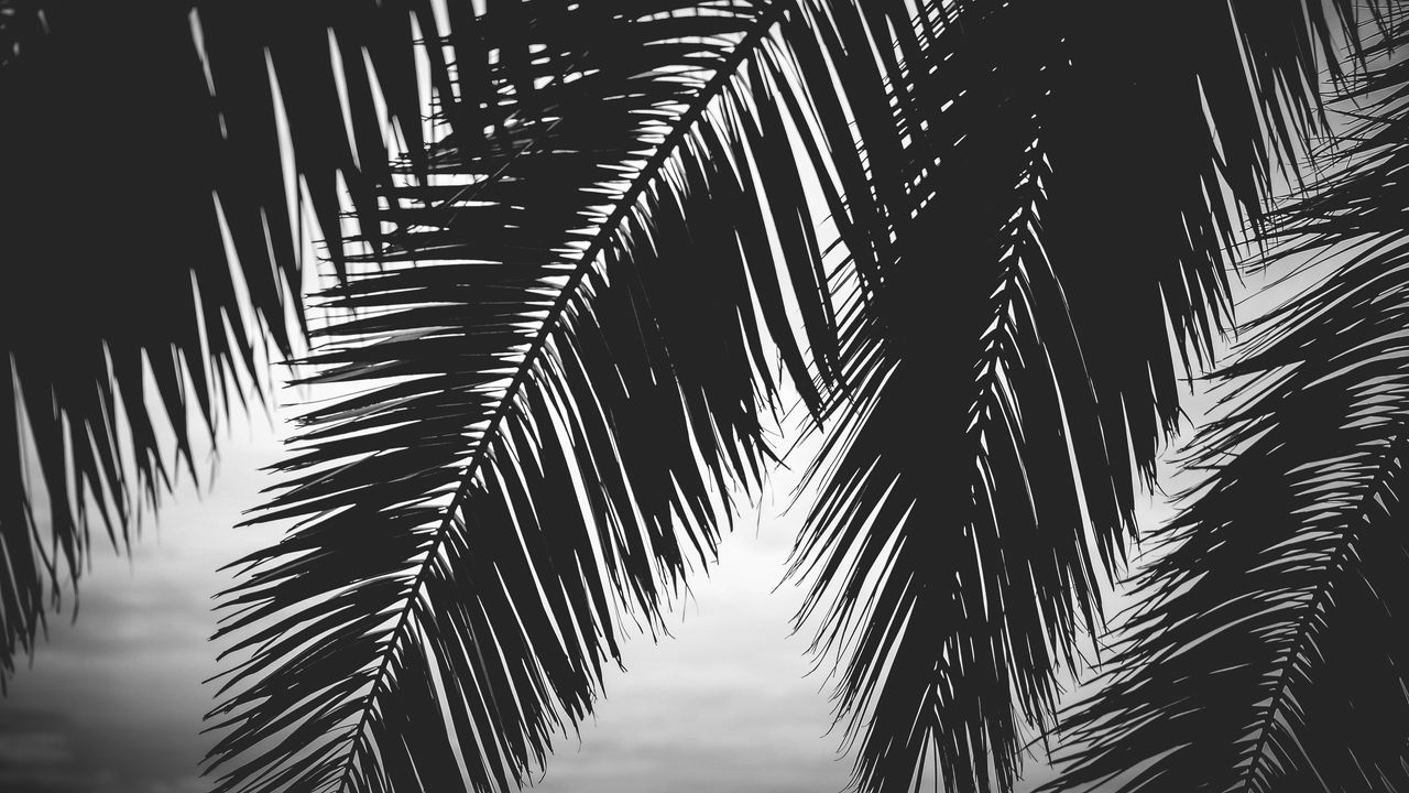 Обои пальма, листья, силуэты, черно-белый, темный