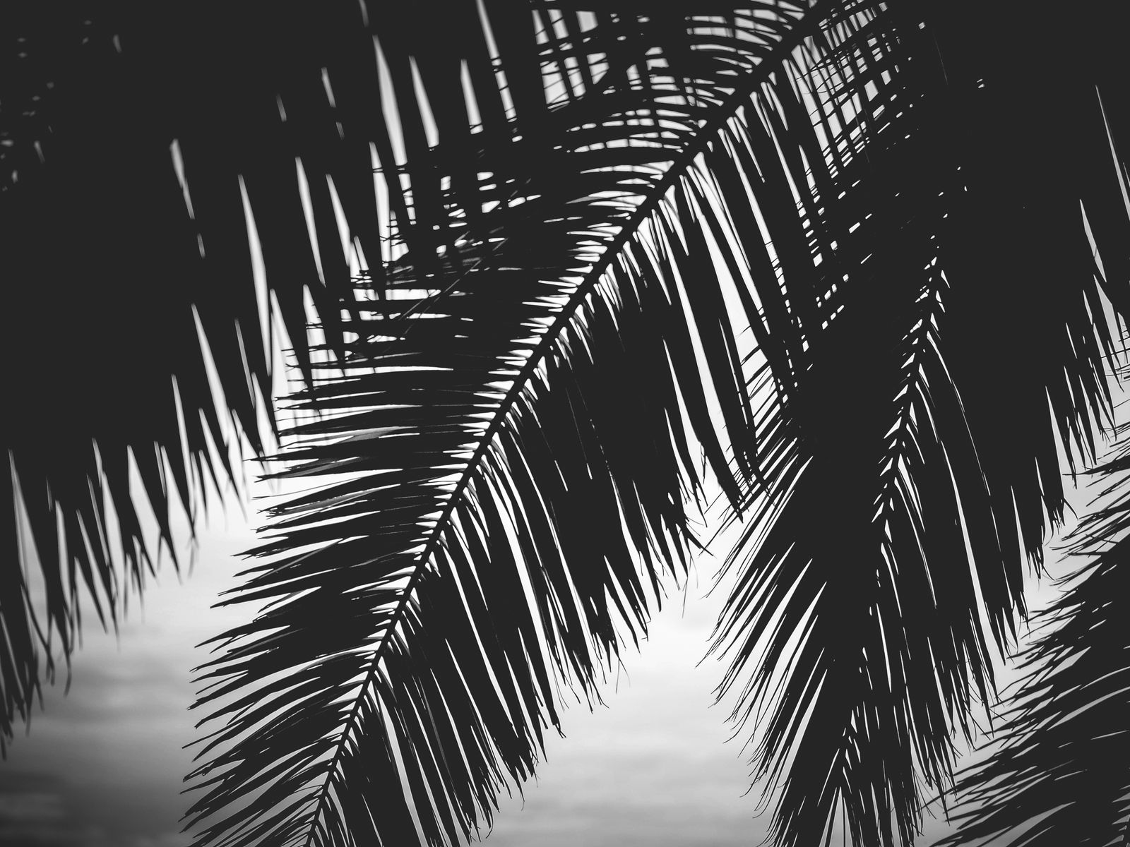 Пальмовые листья черно белые