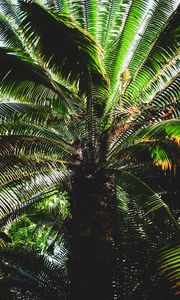 Превью обои пальма, листья, стебель, тени, темный, природа