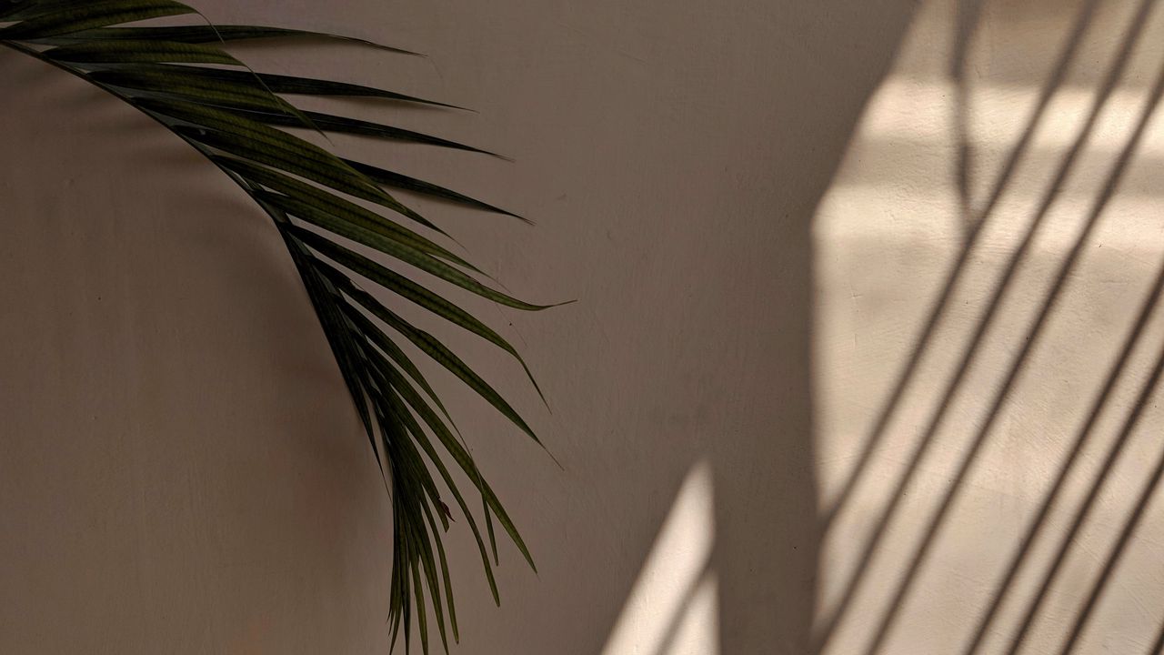 Обои пальма, листья, стена, минимализм, эстетика картинки на рабочий .