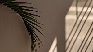 Превью обои пальма, листья, стена, минимализм, эстетика
