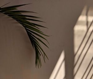 Превью обои пальма, листья, стена, минимализм, эстетика