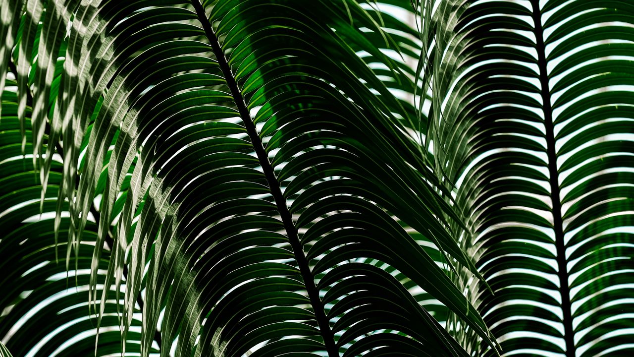 Обои пальма, листья, тени, растение, природа