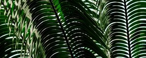 Превью обои пальма, листья, тени, растение, природа