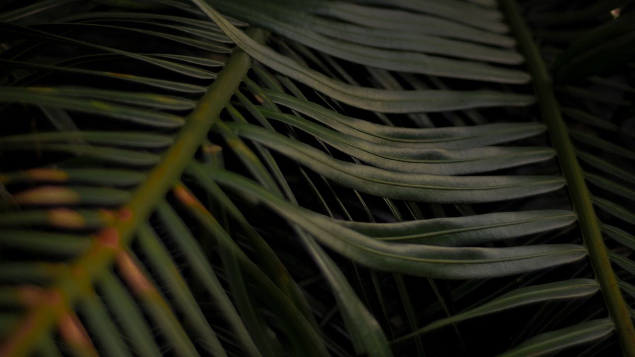 Обои пальма, листья, ветки, макро, растение