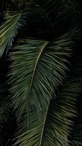 Превью обои пальма, листья, ветки, зеленый, кусты