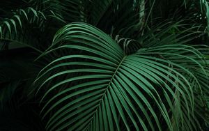 Превью обои пальма, листья, зеленый, темный