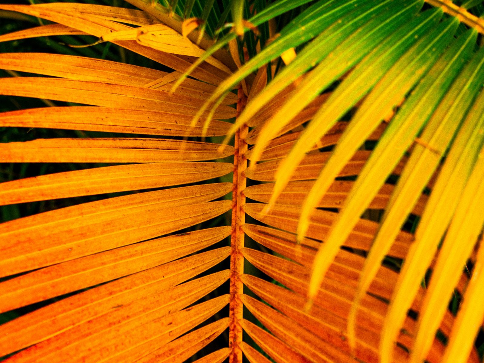Пальмовые листья на желтом фоне