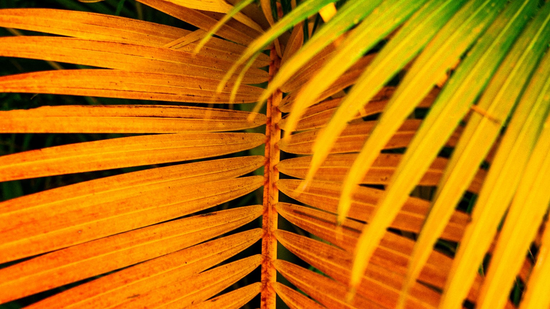 Разноцветные пальмы