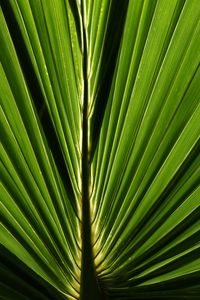 Превью обои пальма, листок, макро, зеленый, крупный план