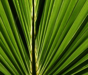 Превью обои пальма, листок, макро, зеленый, крупный план