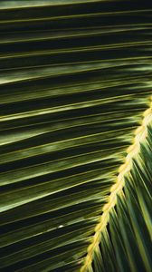 Превью обои пальма, листок, ветка, зеленый, макро