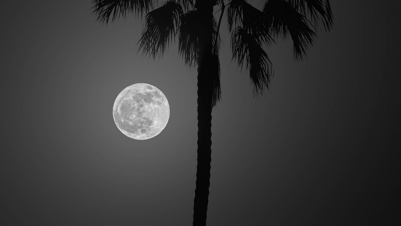 Обои пальма, луна, ночь, силуэт, темный