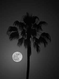 Превью обои пальма, луна, ночь, силуэт, темный