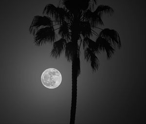 Превью обои пальма, луна, ночь, силуэт, темный