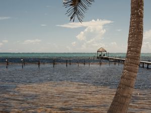 Превью обои пальма, море, океан, тропики, пирс