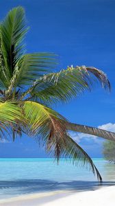 Превью обои пальма, наклон, берег, ветви, тень, тропики, голубая вода, залив, жара