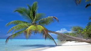 Превью обои пальма, наклон, берег, ветви, тень, тропики, голубая вода, залив, жара